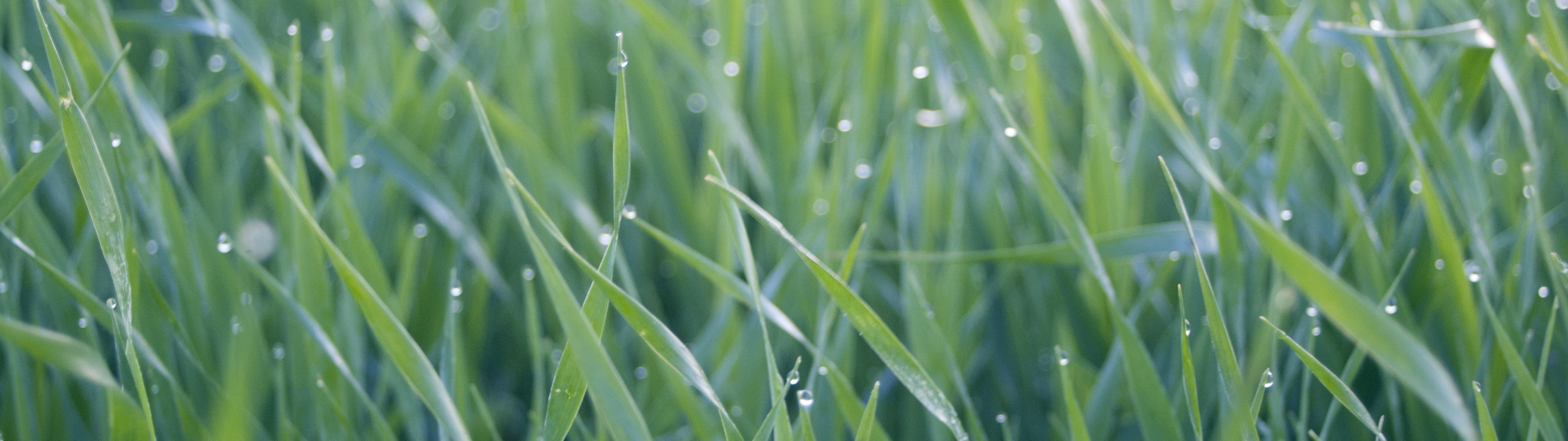 grass, Green, Water Drops Wallpaper