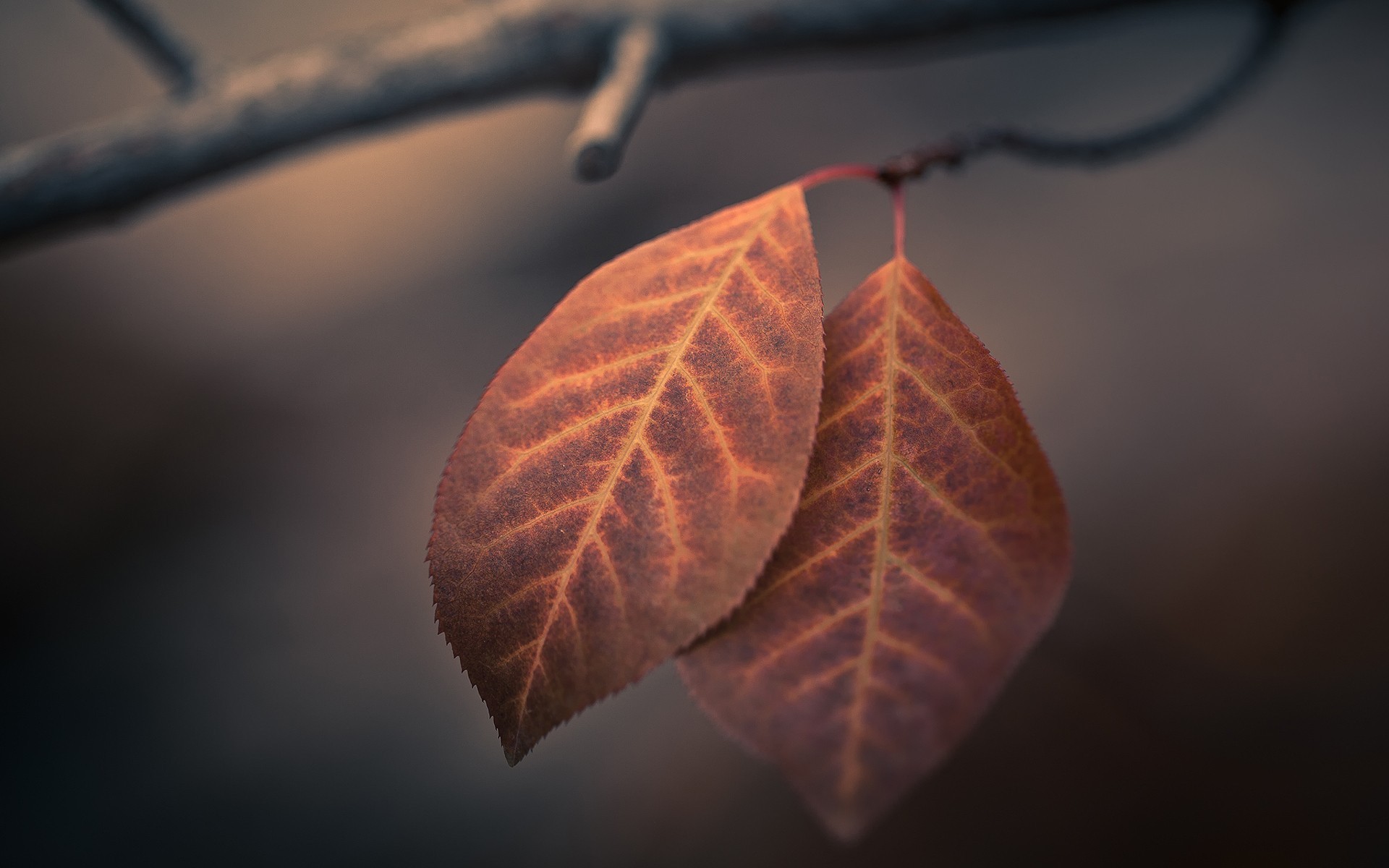 leaves Wallpaper