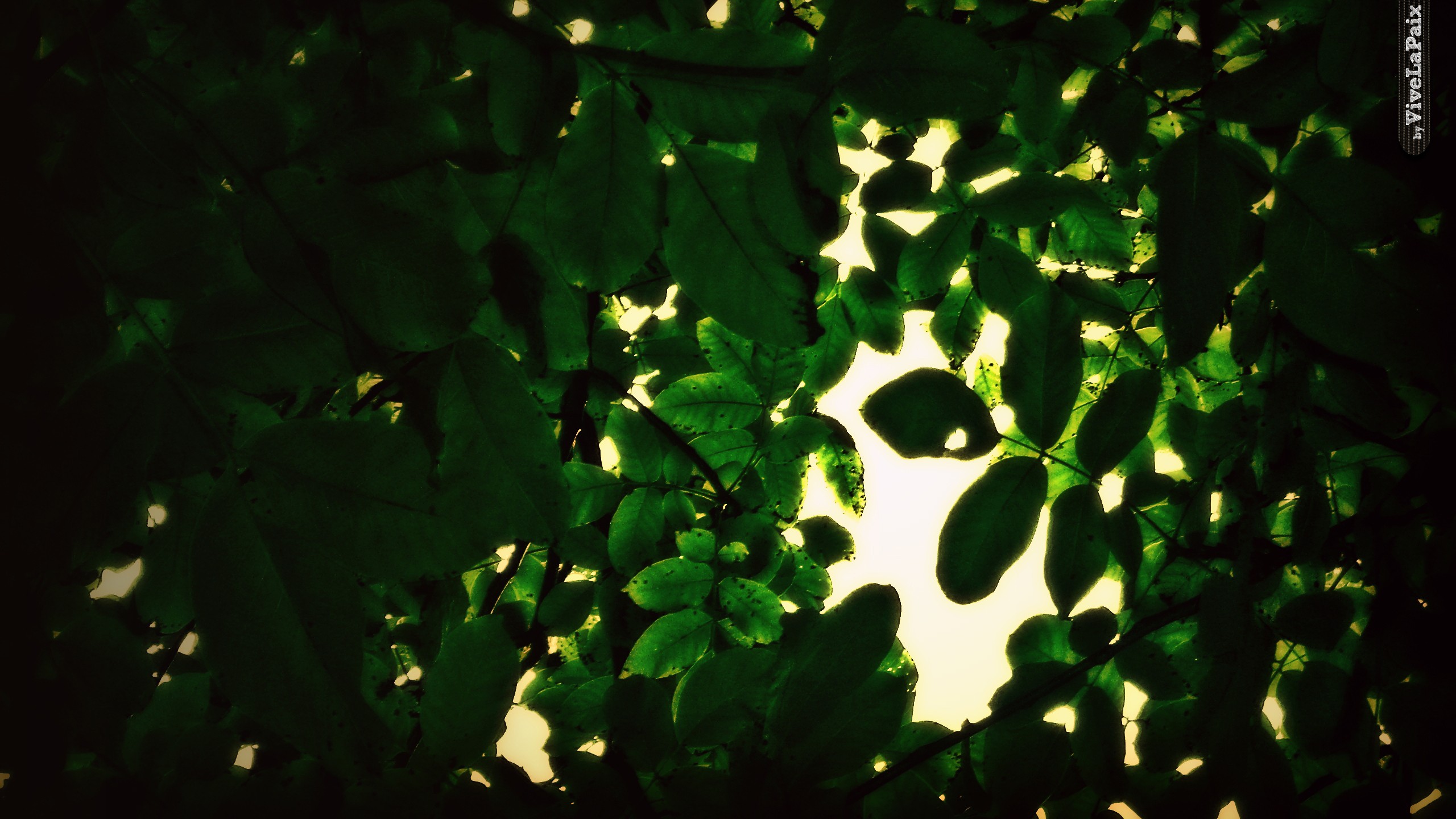 leaves Wallpaper