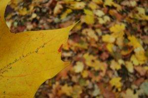 leaves, Blurred, Closeup