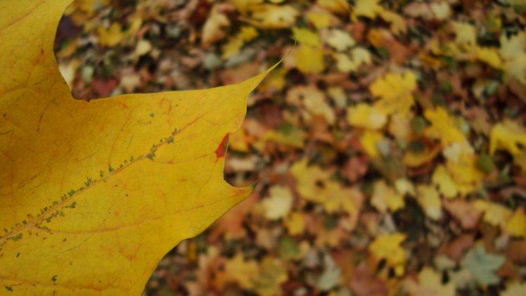 leaves, Blurred, Closeup HD Wallpaper Desktop Background