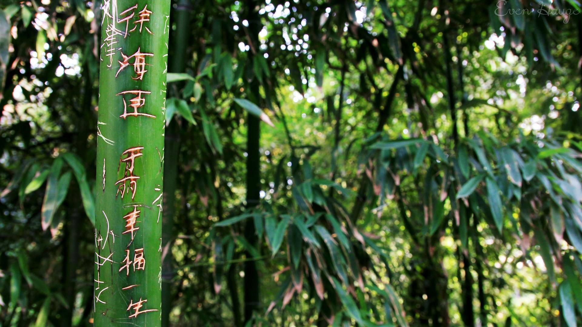bamboo, Green Wallpaper