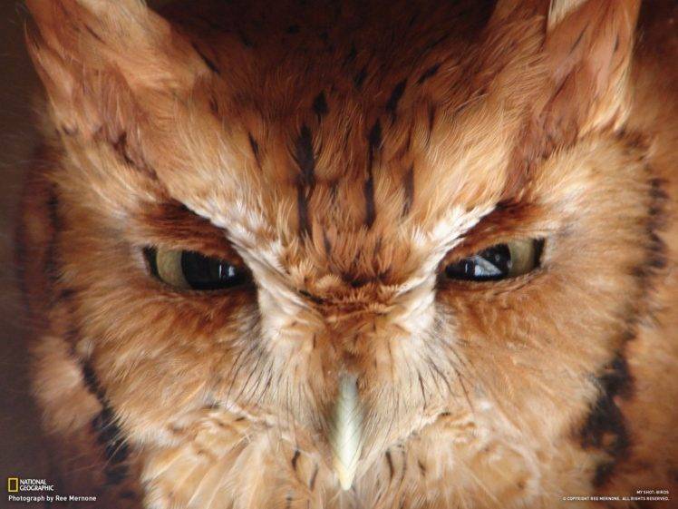 owl, Eyes HD Wallpaper Desktop Background