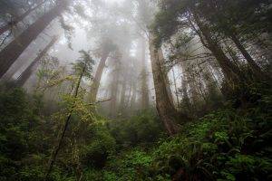 photography, Forest, Trees, Mist