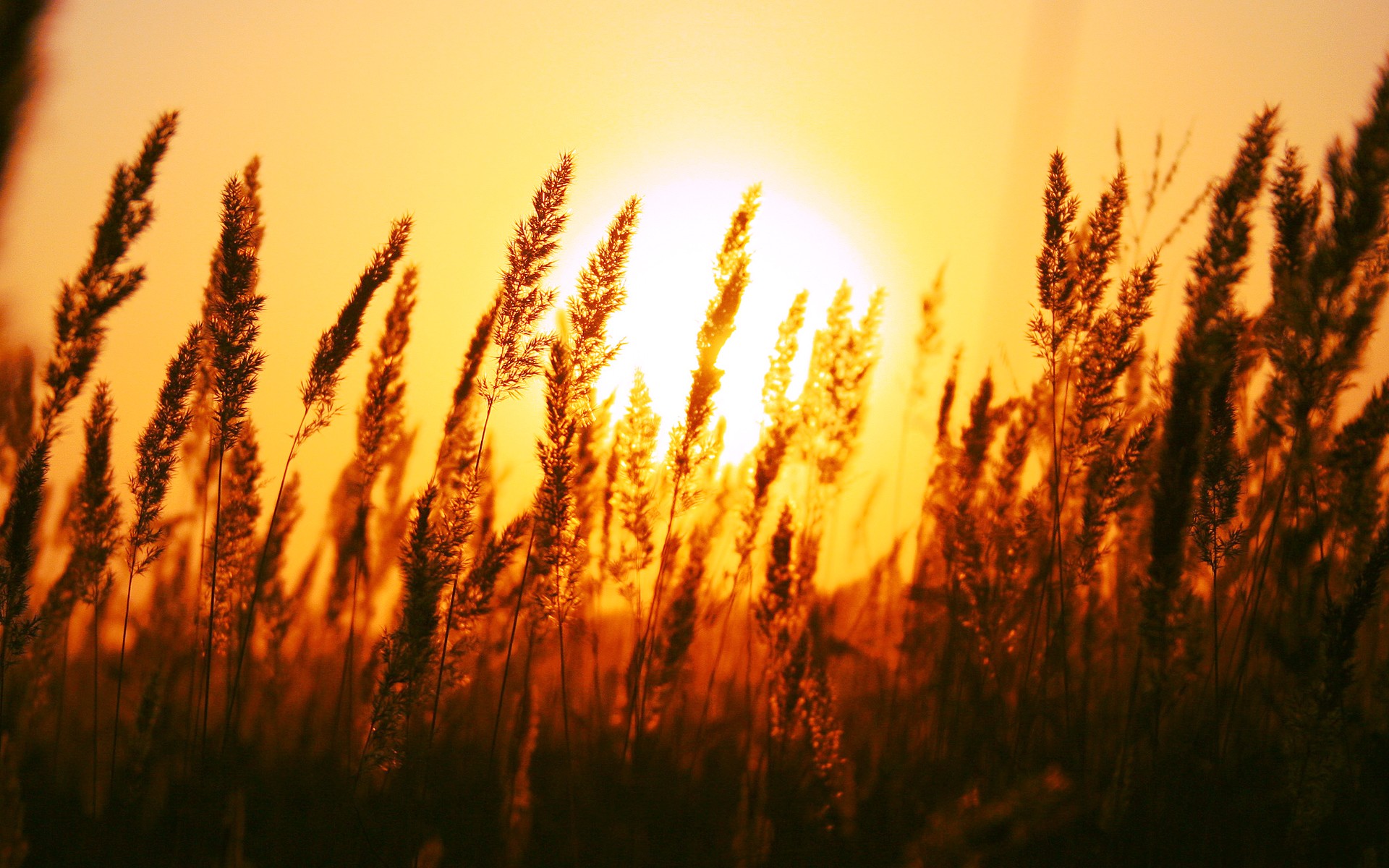 macro, Depth Of Field, Sunset, Field Wallpaper