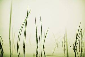 grass, Water, Reflection