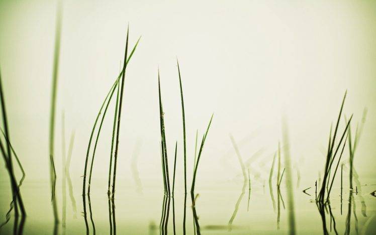 grass, Water, Reflection HD Wallpaper Desktop Background