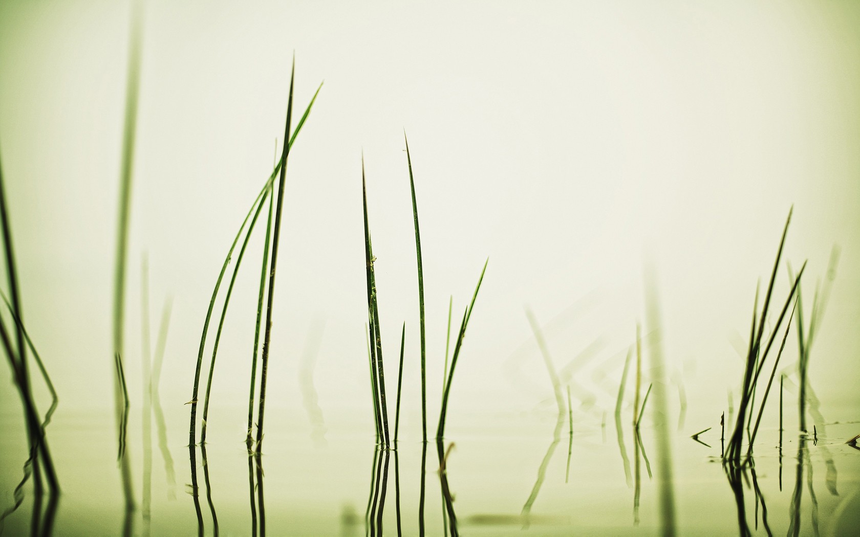 grass, Water, Reflection Wallpaper