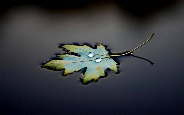 water Drops, Water, Leaves, Macro HD Wallpaper Desktop Background