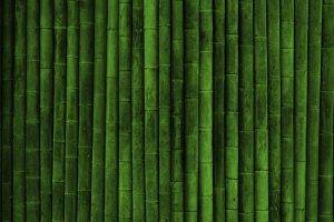 realistic, Bamboo, Green