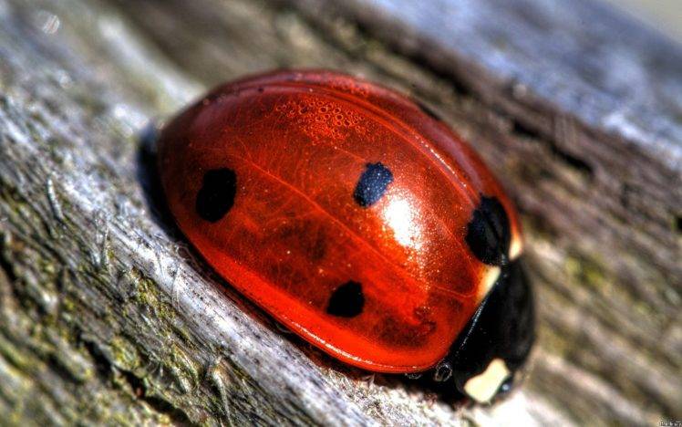 ladybugs, Photography, Macro HD Wallpaper Desktop Background