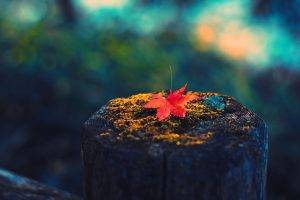 photography, Leaves, Fall, Colorful