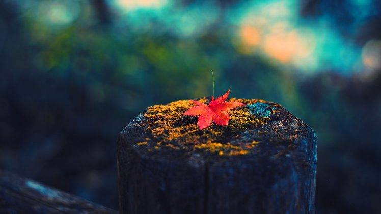 photography, Leaves, Fall, Colorful HD Wallpaper Desktop Background