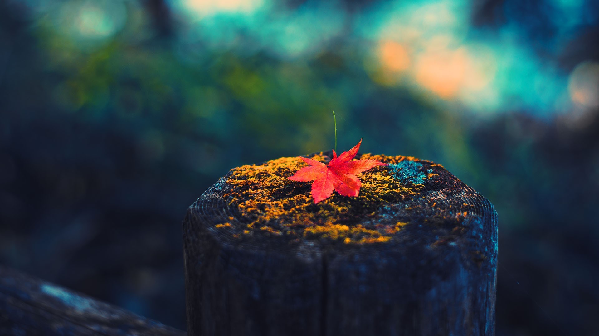 photography, Leaves, Fall, Colorful Wallpaper