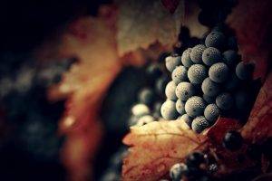 grapes, Water Drops, Macro