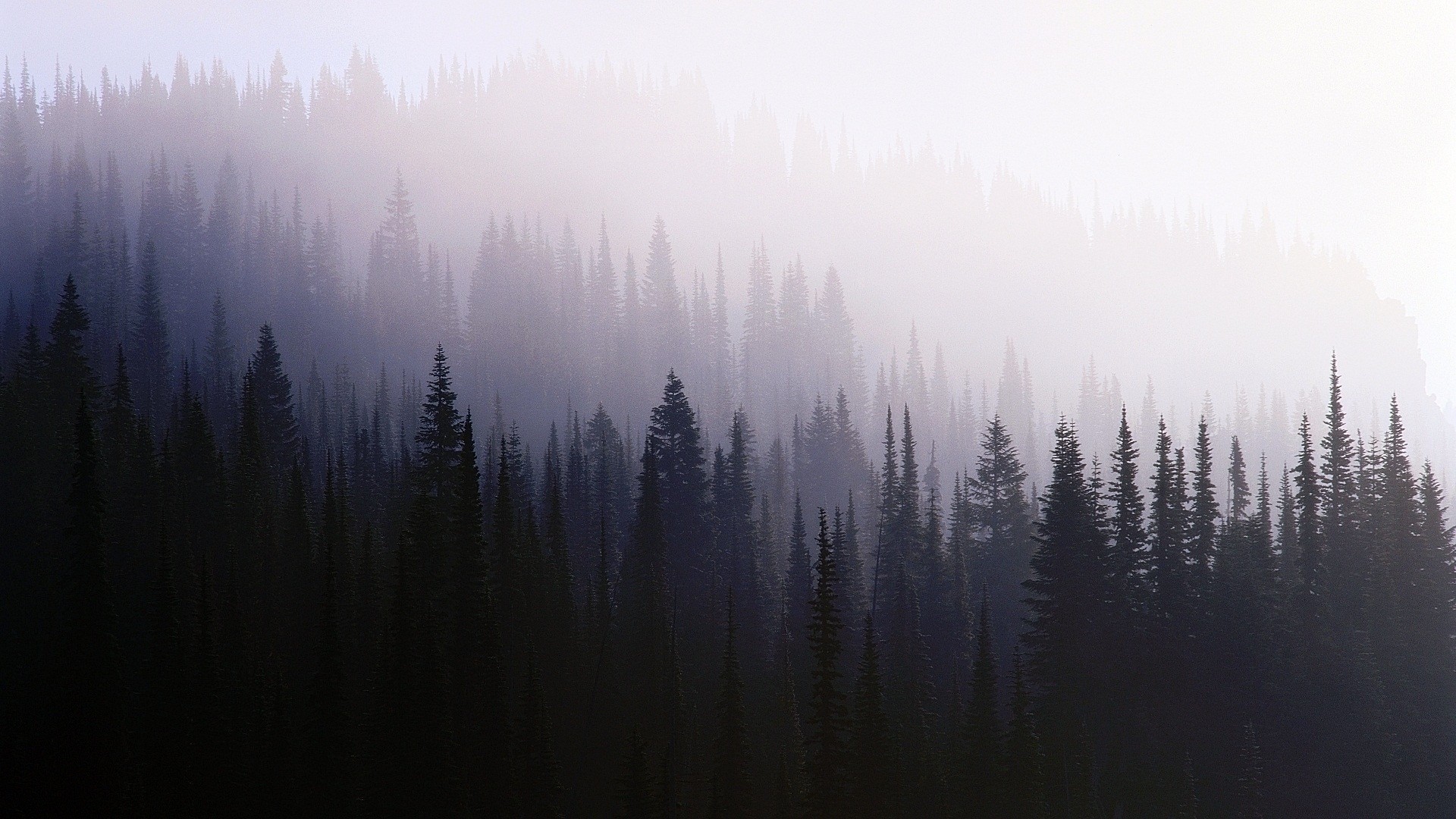 mist, Trees Wallpaper
