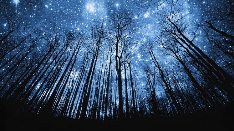 stars, Trees, Night HD Wallpaper Desktop Background