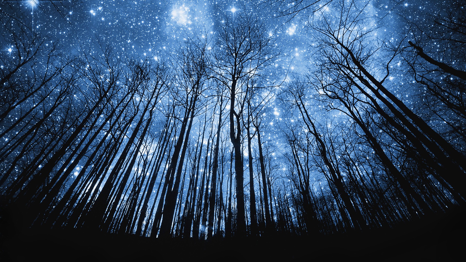 stars, Trees, Night Wallpaper