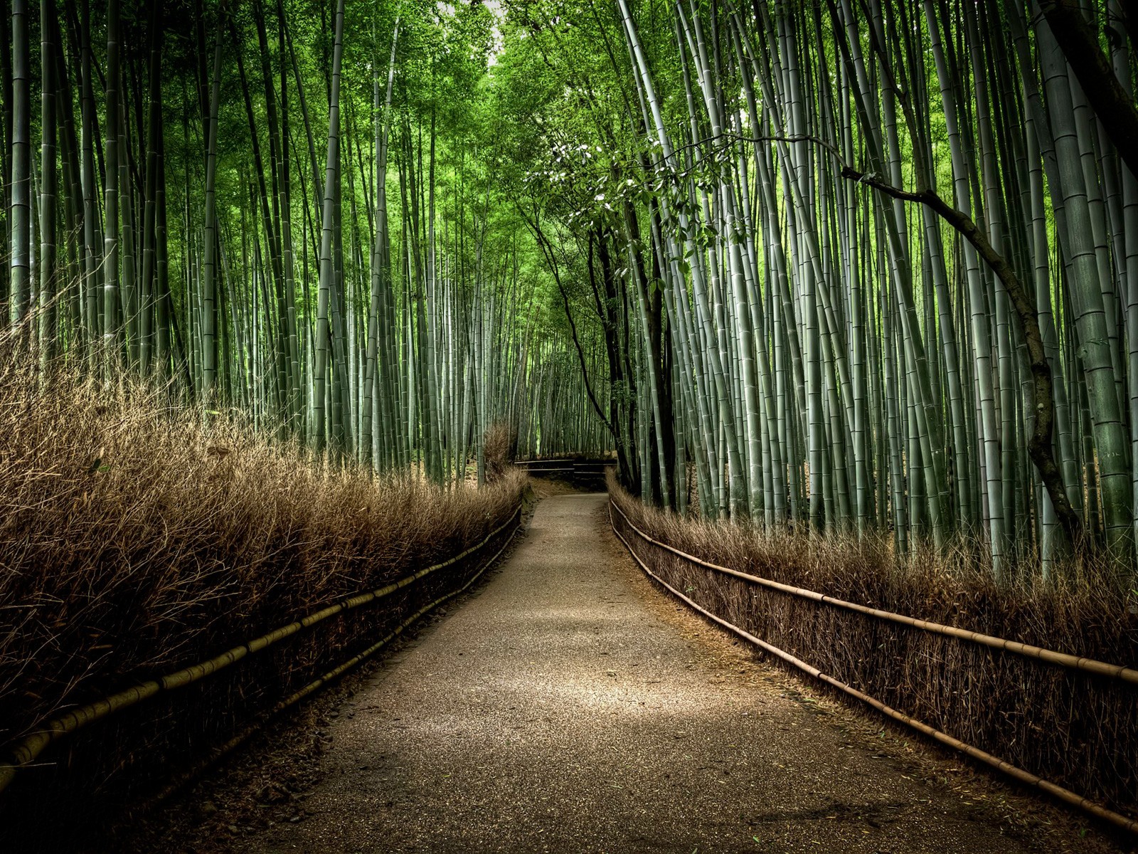 bamboo, Path, Dirt Road Wallpaper