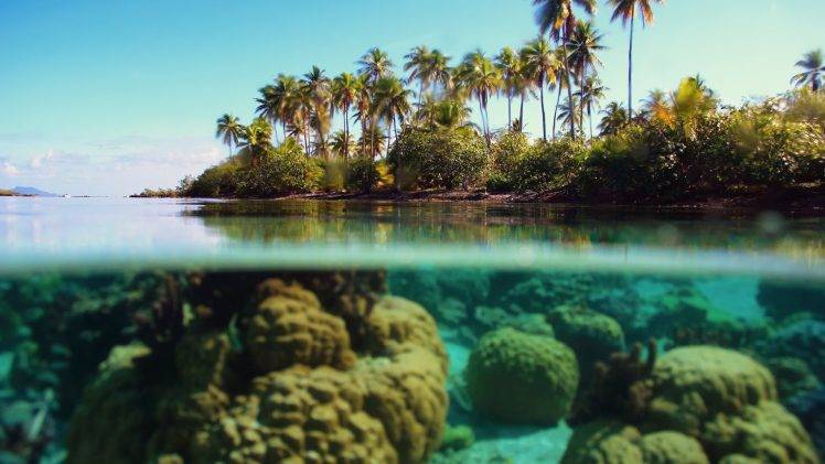 sea, Island, Palm Trees, Split View HD Wallpaper Desktop Background