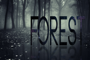 forest, Mist