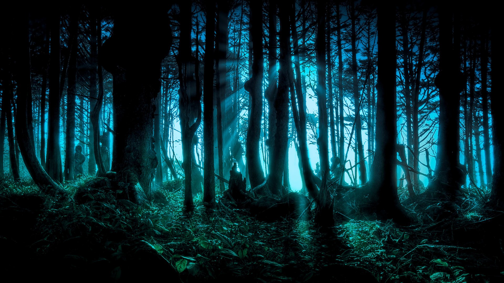 forest Wallpaper