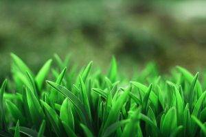 macro, Grass