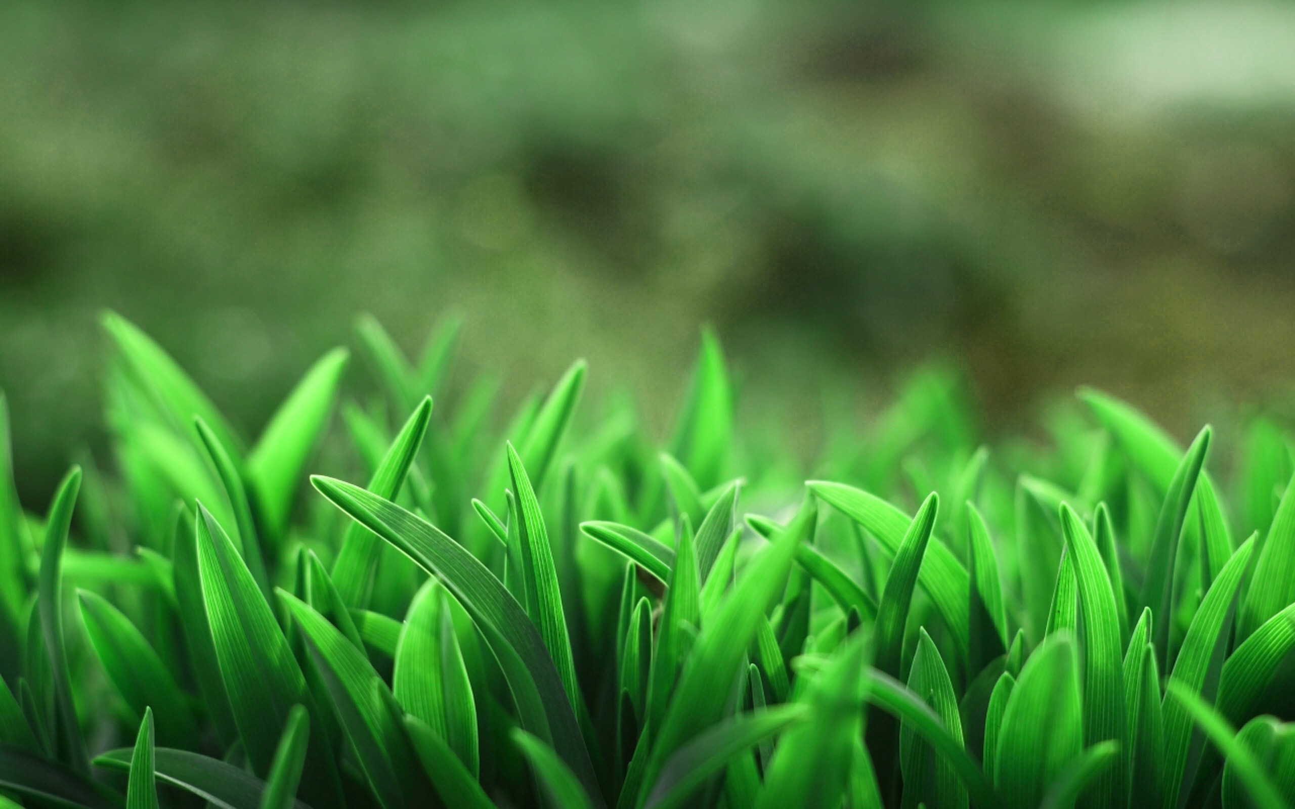 macro, Grass Wallpapers HD / Desktop and Mobile Backgrounds