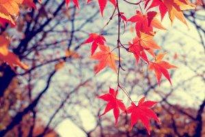 fall, Leaves, Earth