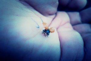 ladybugs, Hand, Macro