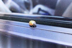 ladybugs, Window