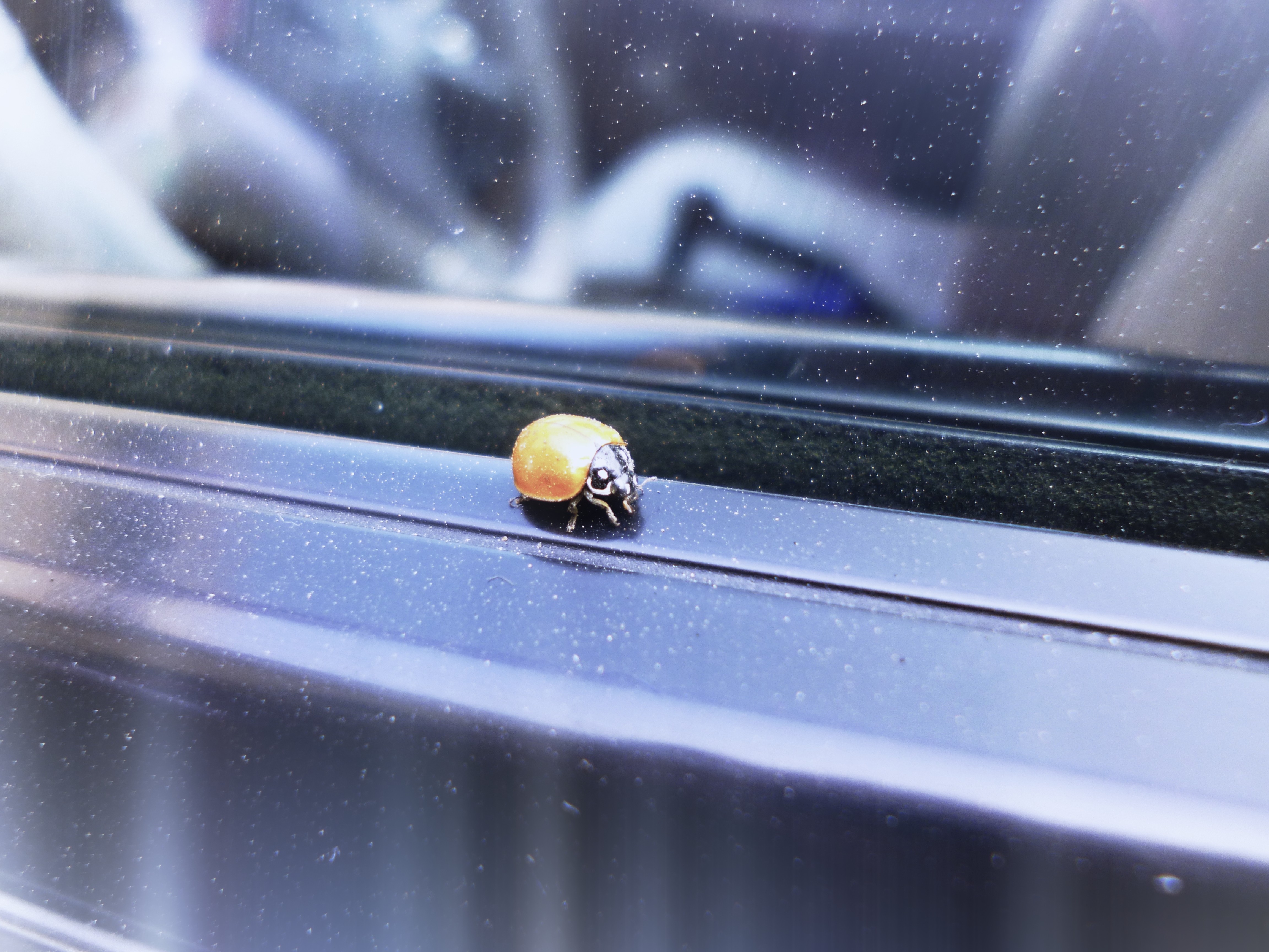 ladybugs, Window Wallpaper