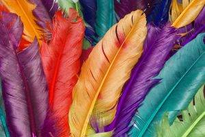 feathers, Colorful