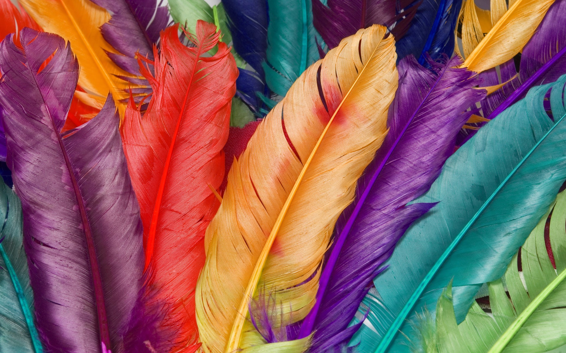 feathers, Colorful Wallpaper