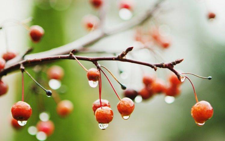 twigs, Water Drops, Depth Of Field, Macro HD Wallpaper Desktop Background