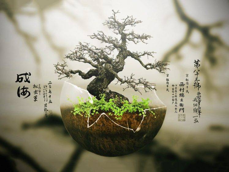 bonsai HD Wallpaper Desktop Background