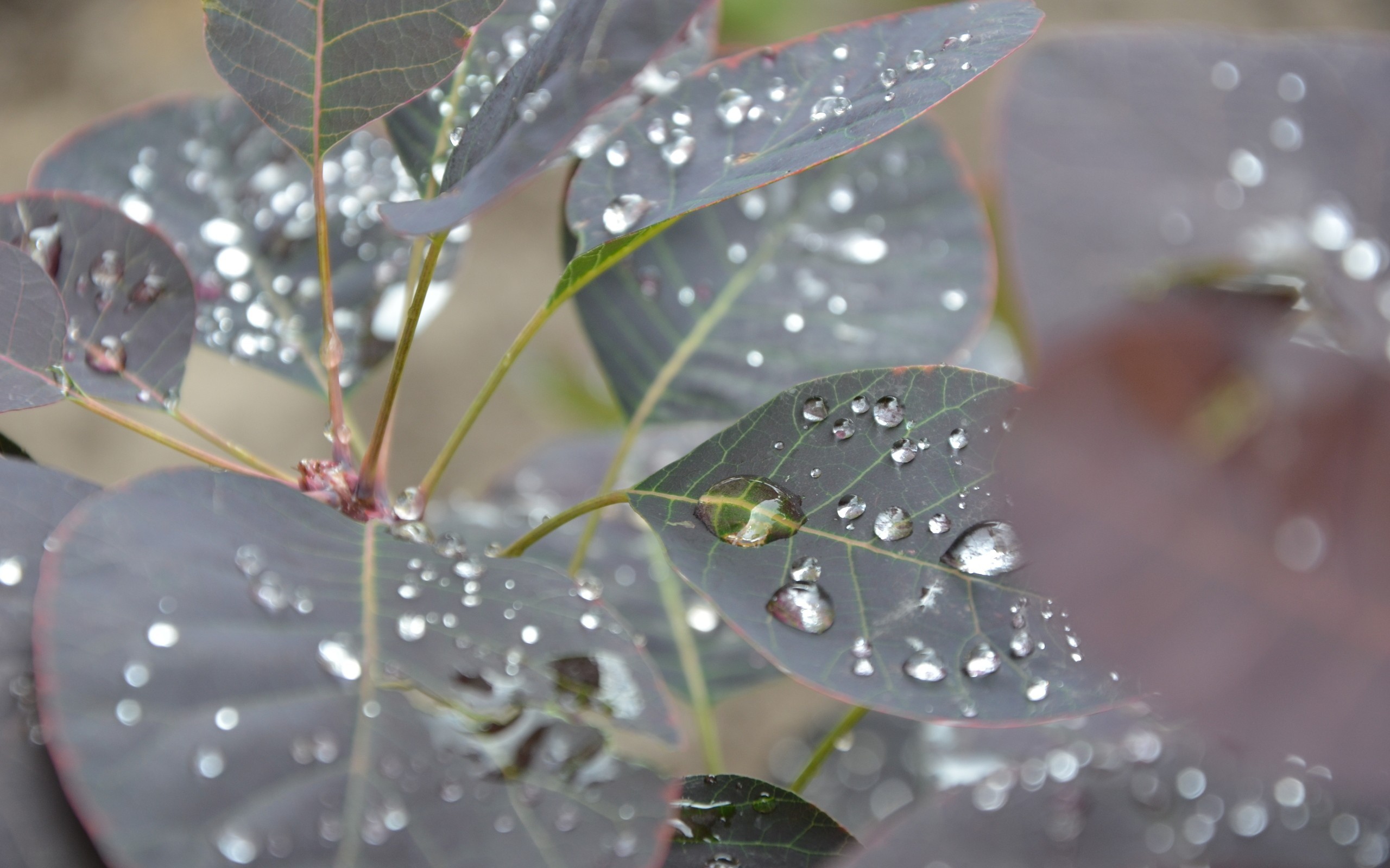 leaves, Water Drops Wallpaper