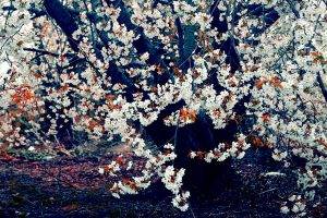 cherry Blossom