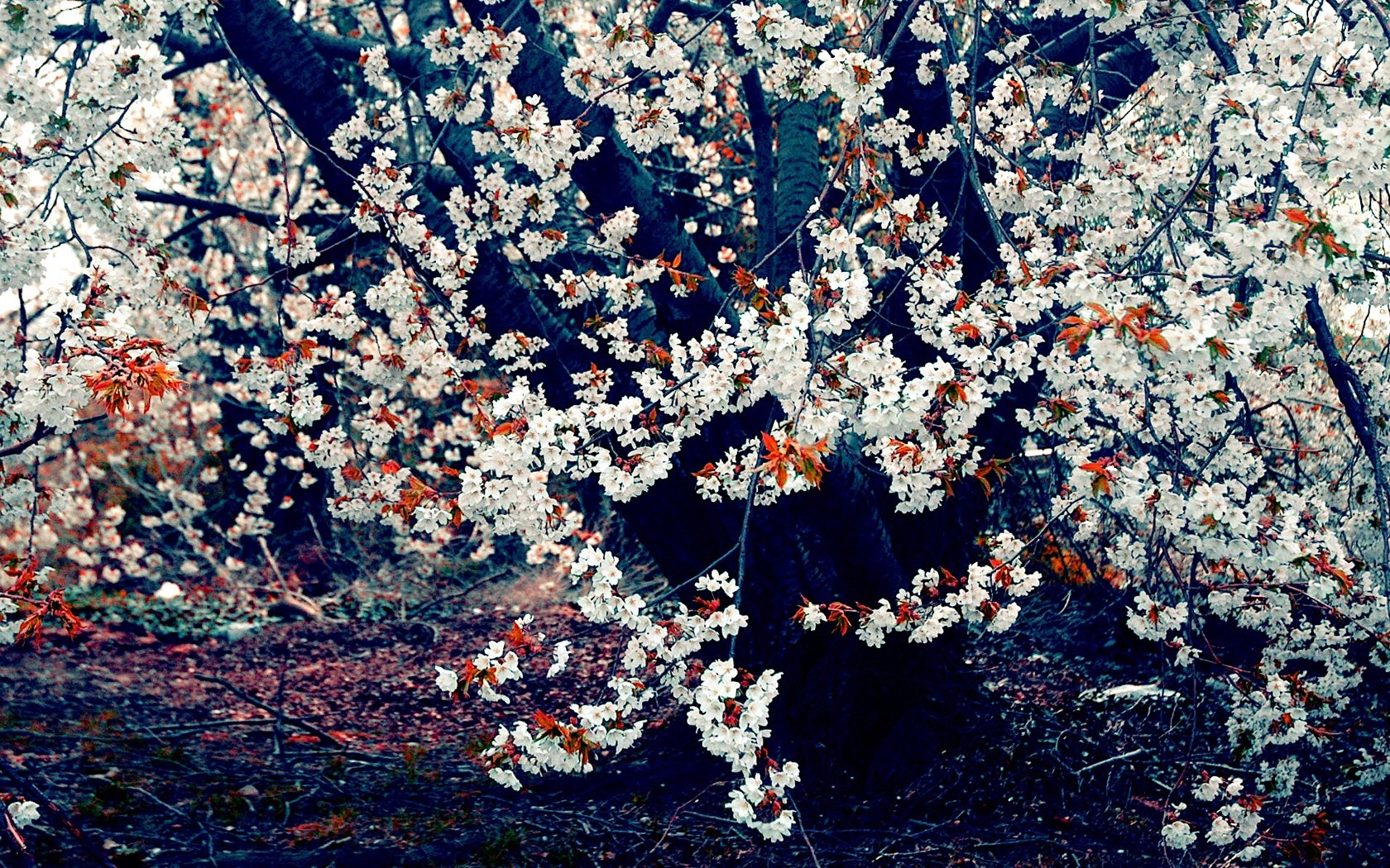 cherry Blossom Wallpaper