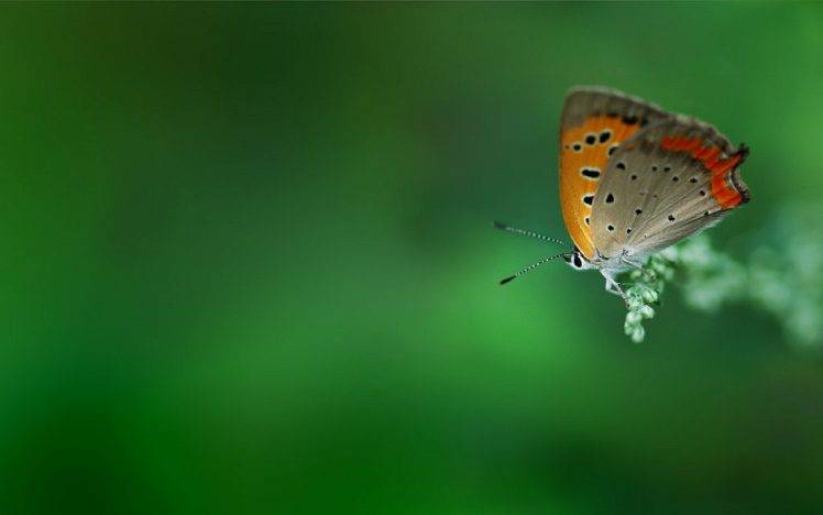 butterfly, Green HD Wallpaper Desktop Background