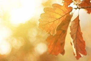 fall, Leaves, Oak