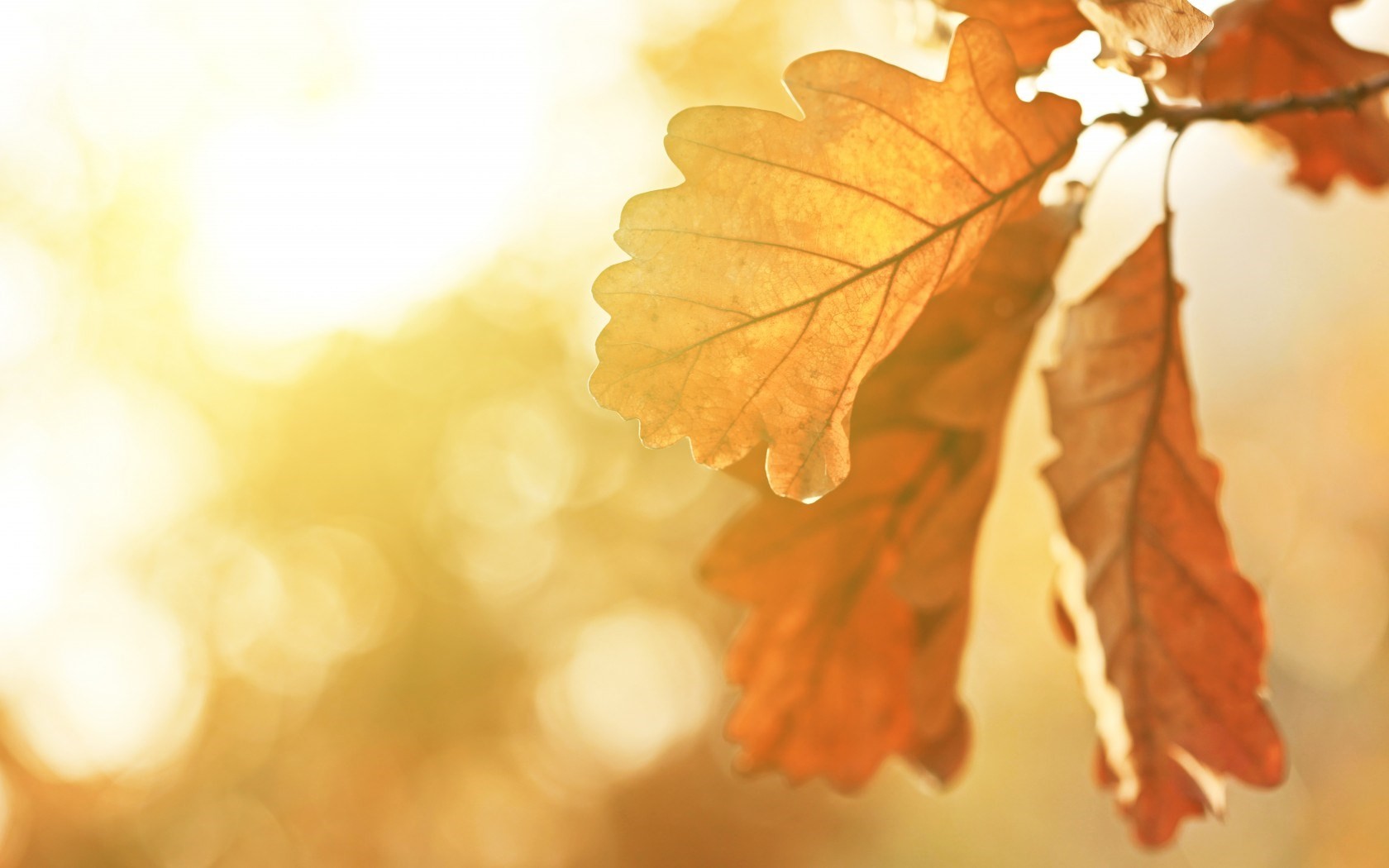 fall, Leaves, Oak Wallpaper