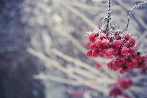 berries, Ice, Frost