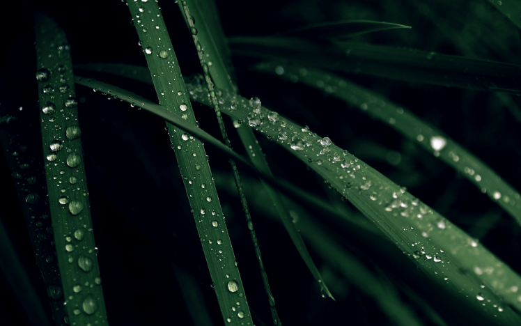 grass, Water Drops HD Wallpaper Desktop Background