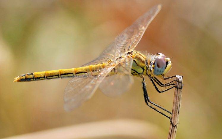 dragonflies HD Wallpaper Desktop Background