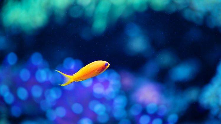 fish, Water, Bokeh HD Wallpaper Desktop Background