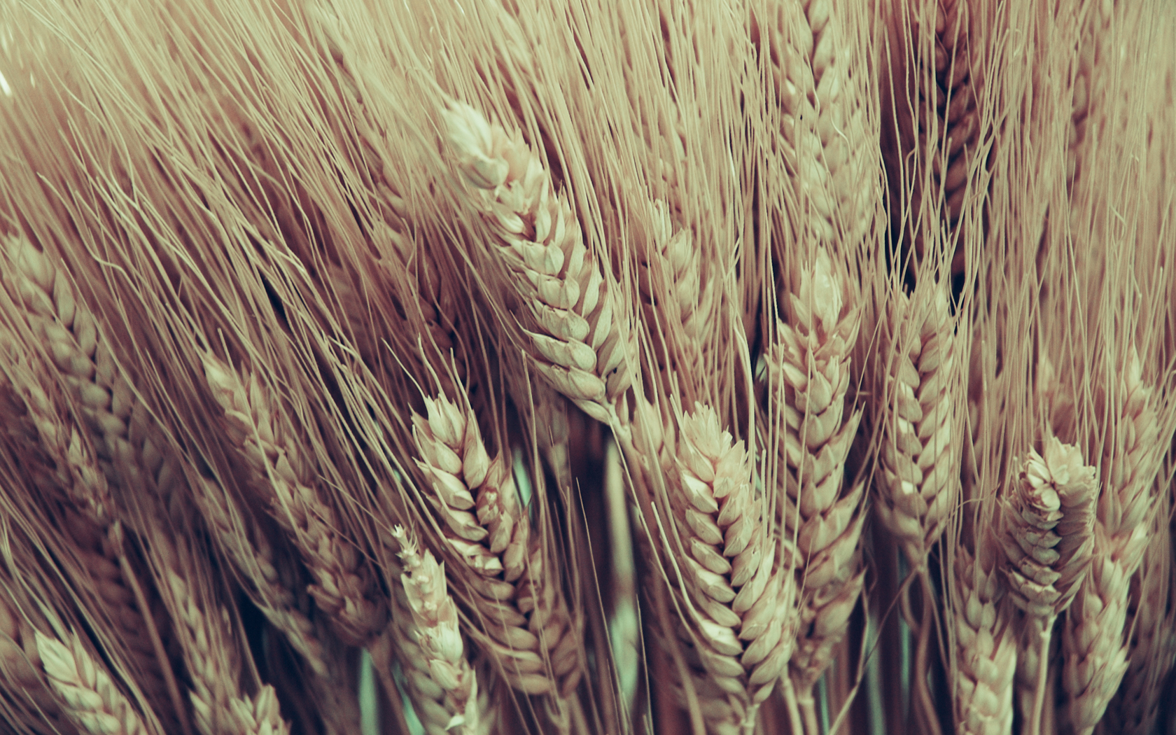 wheat Wallpaper