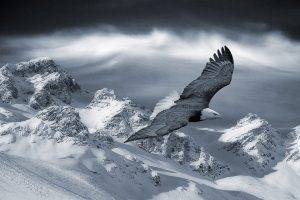 eagle, Mountain, Snow