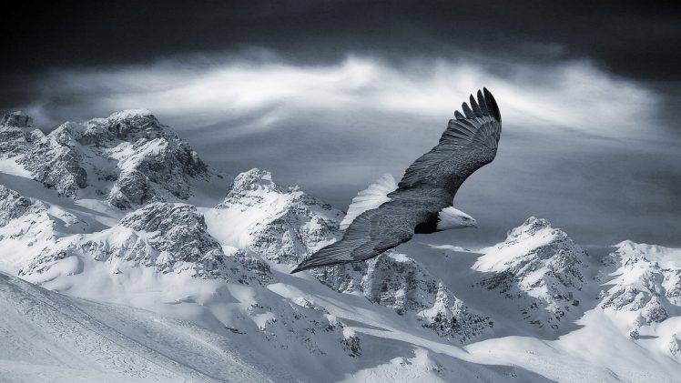 eagle, Mountain, Snow HD Wallpaper Desktop Background