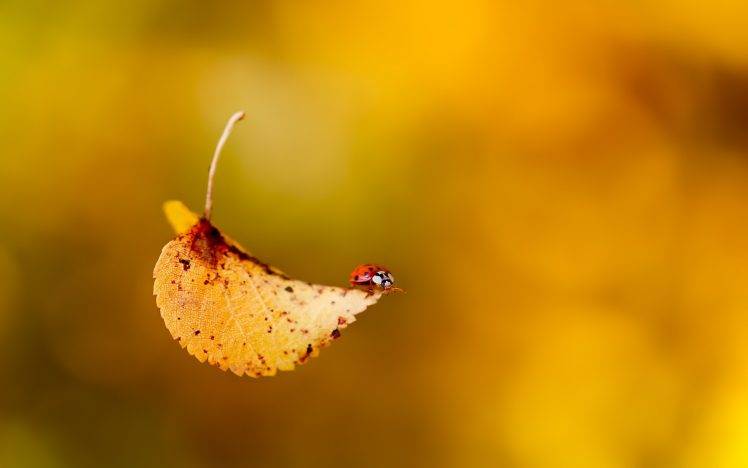 macro, Leaves, Ladybugs HD Wallpaper Desktop Background